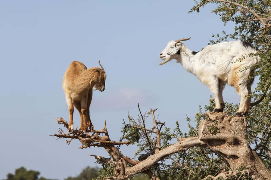 Agadir or Taghazout: Goat on Trees and Crocoparc with Pickup - Meeting the herder and seeing the goats
