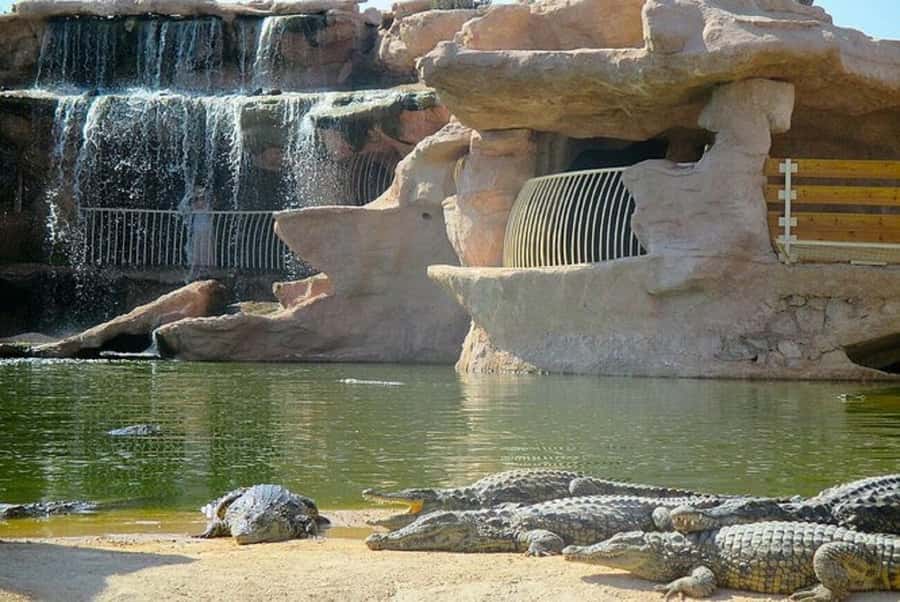 Agadir or Taghazout: Goat on Trees and Crocoparc with Pickup - The $53 price and what it covers