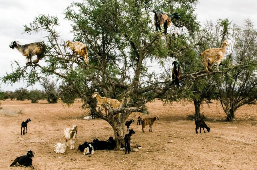 Agadir or Taghazout: Goat on Trees and Crocoparc with Pickup - Small details that make the morning easier