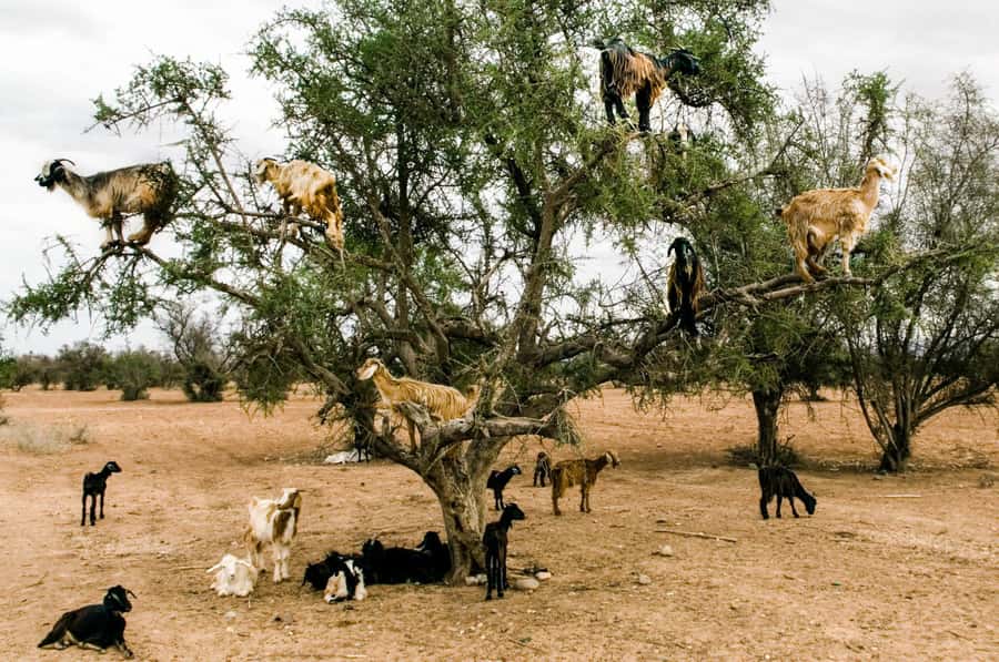 Agadir or Taghazout: Goat on Trees and Crocoparc with Pickup - The drive from Taghazout to the goat stop