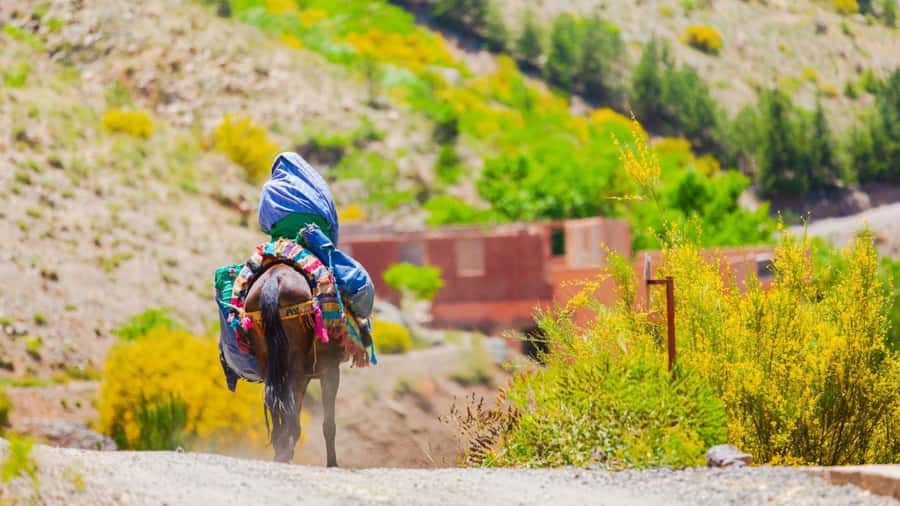 Agadir or Taghazout: Paradise Valley Atlas Mountain Trip - Leaving Agadir for the Honey Road