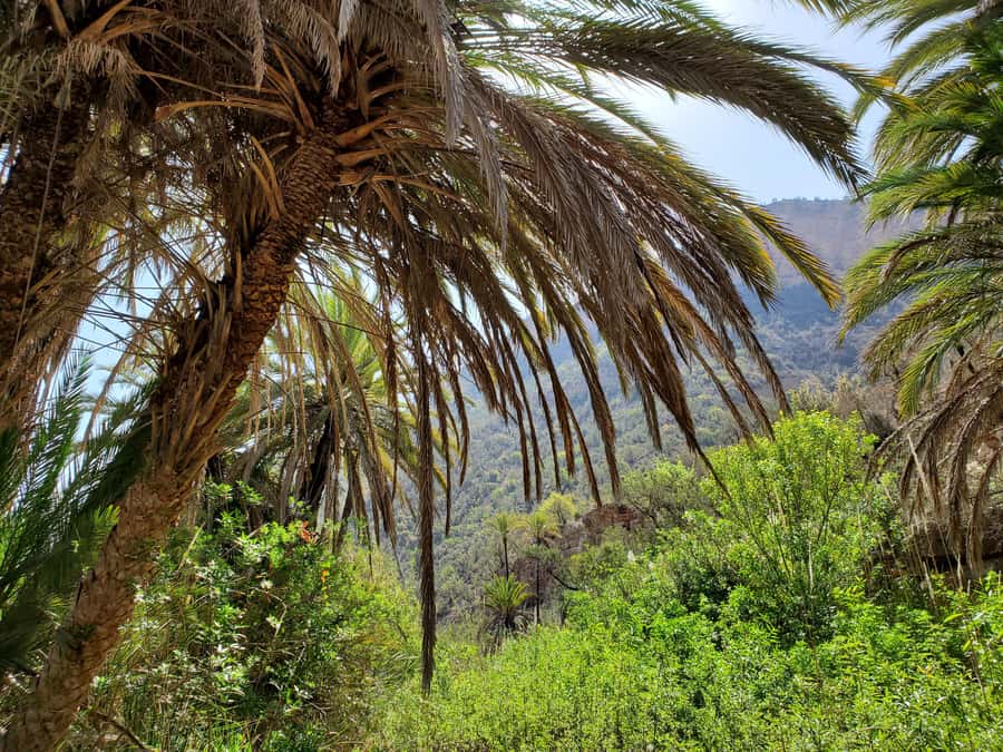 Agadir or Taghazout: Paradise Valley with Lunch & Transfers - Key points to know before booking