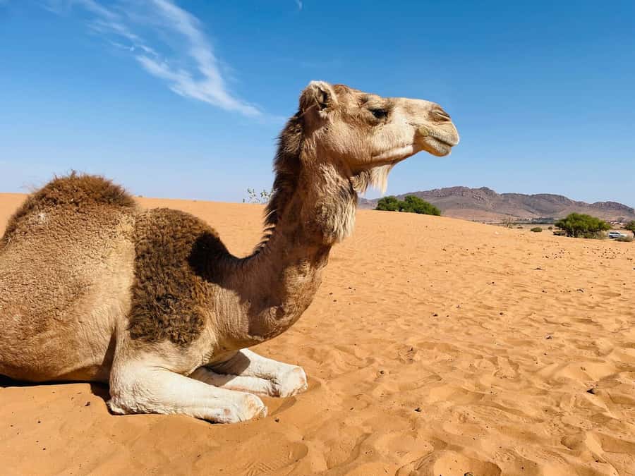 Agadir: Paradise Valley & Desert Sand Dunes with Camel Ride - The guides make the difference