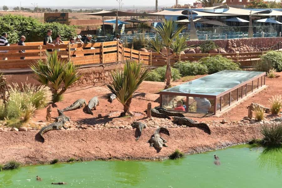 Agadir: Quad Safari with Crocoparc Optional - Meeting the goats in the argan trees