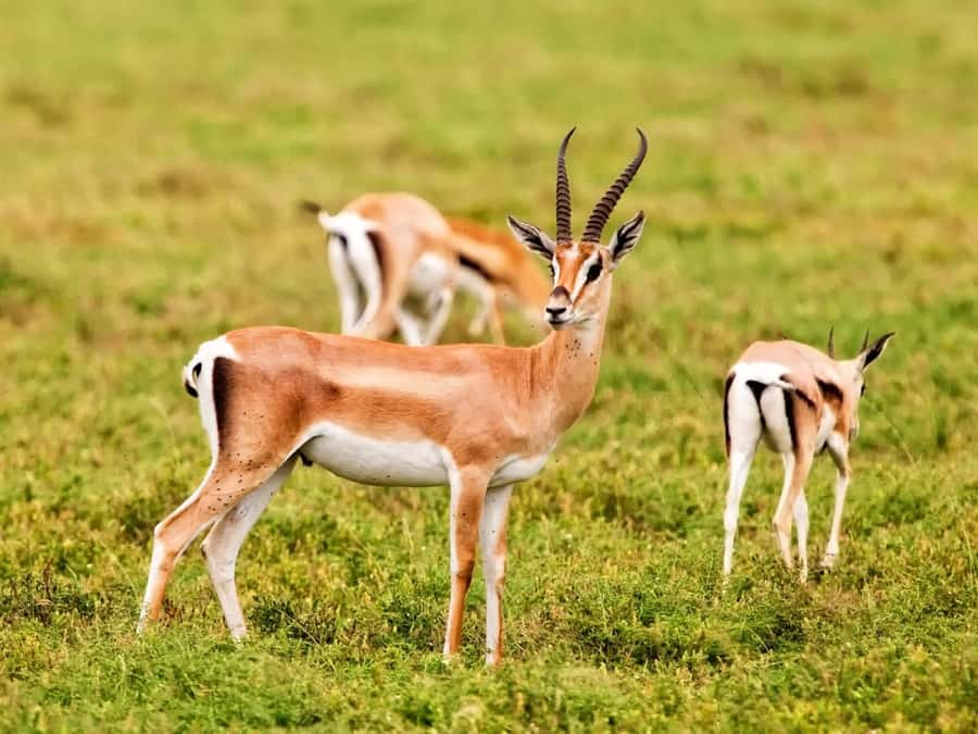 Agadir: Sous Massa National Park Desert Safari Tour & Lunch - Wildlife watching among gazelles and ostriches