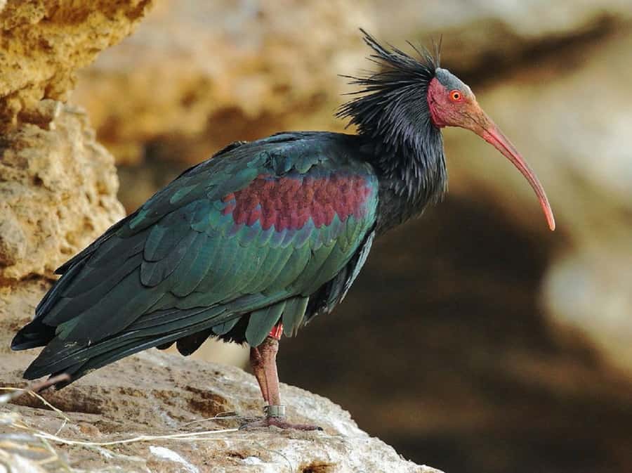 Agadir: Sous Massa National Park Desert Safari Tour & Lunch - Sidi Rbat beach and the Fisherman’s Cave