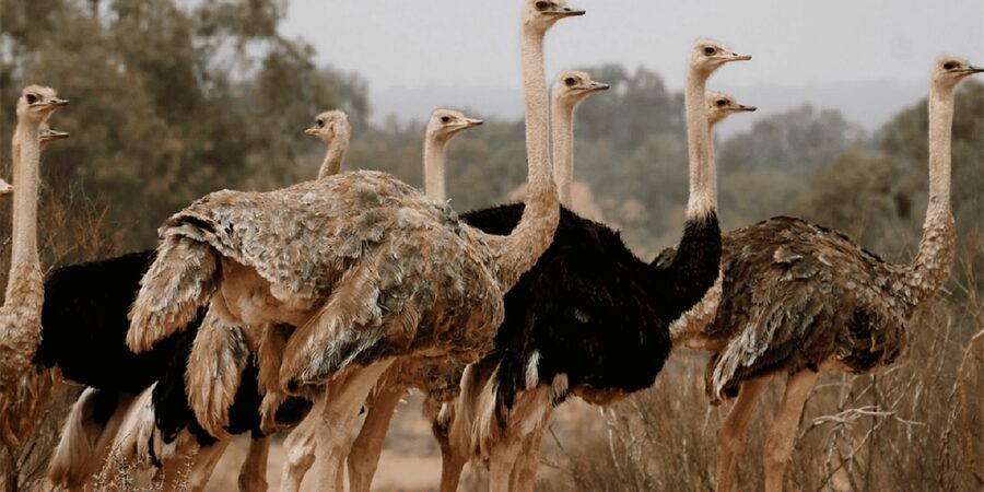 Agadir: Sous Massa National Park Desert Safari Tour & Lunch - Rasmouka’s banana oasis and the small Massa dunes