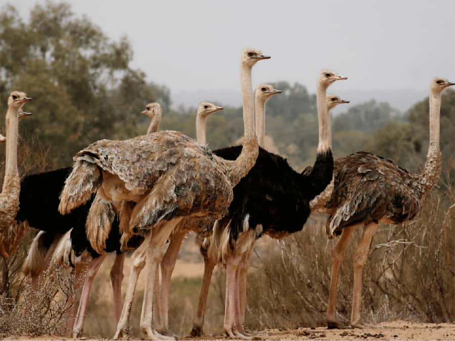 Agadir: Sous Massa National Park Desert Safari Tour & Lunch - Yusuf Ibnu Tachafin Dam and the Anti Atlas