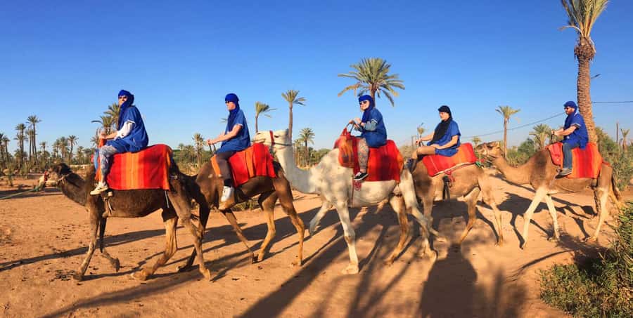 Agadir/Taghazout: Camel Ride with Tea Drink and Transfers - What the two-hour outing is likely to feel like