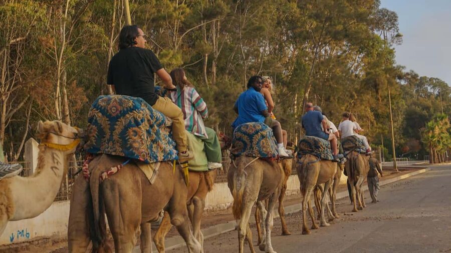 Agadir/Taghazout: Camel Rides with Tea Drink and Transfers - Key points to know before you book
