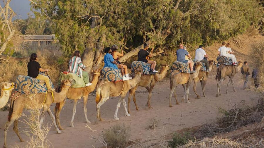 Agadir/Taghazout: Camel Rides with Tea Drink and Transfers - Photos, views, and the human touch