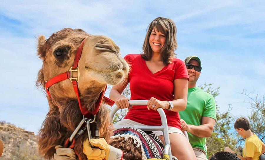 Agadir/Taghazout: Camel Rides with Tea Drink and Transfers - Meeting the camels before mounting