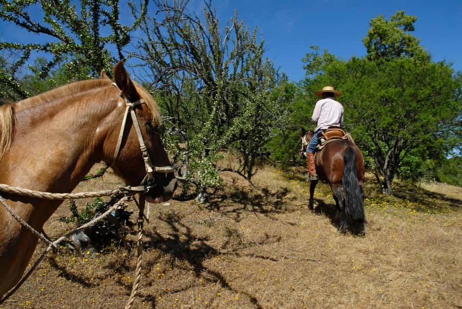 Agadir/Taghazout: Horse Rides Experience With Transfers - Meeting the horses and getting started