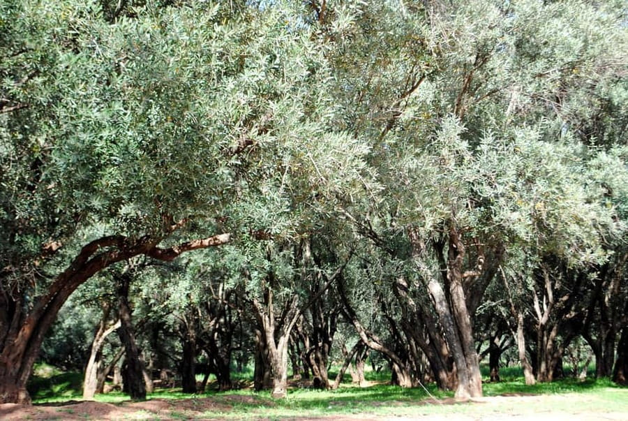 Agadir/Taghazout: Paradise Valley Tour to Atlas Mountains - Who should book this outing?