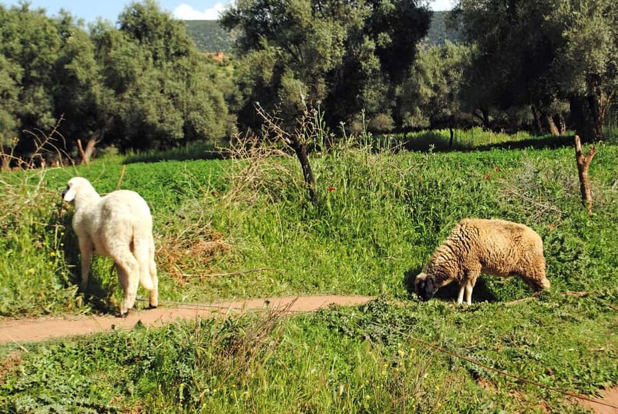 Agadir/Taghazout: Paradise Valley Tour to Atlas Mountains - Viewpoints between the mountains and the oasis