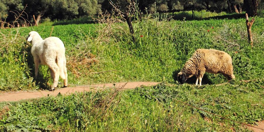 Agadir/Taghazout: Paradise Valley Tour to Atlas Mountains - Honey, flowers, and argan oil