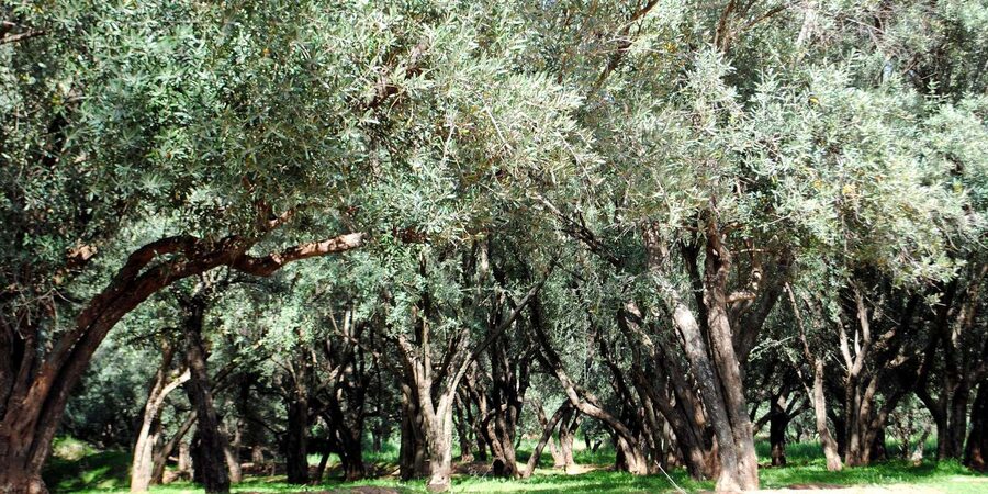 Agadir/Taghazout: Paradise Valley Tour to Atlas Mountains - What the $21 price really gives you
