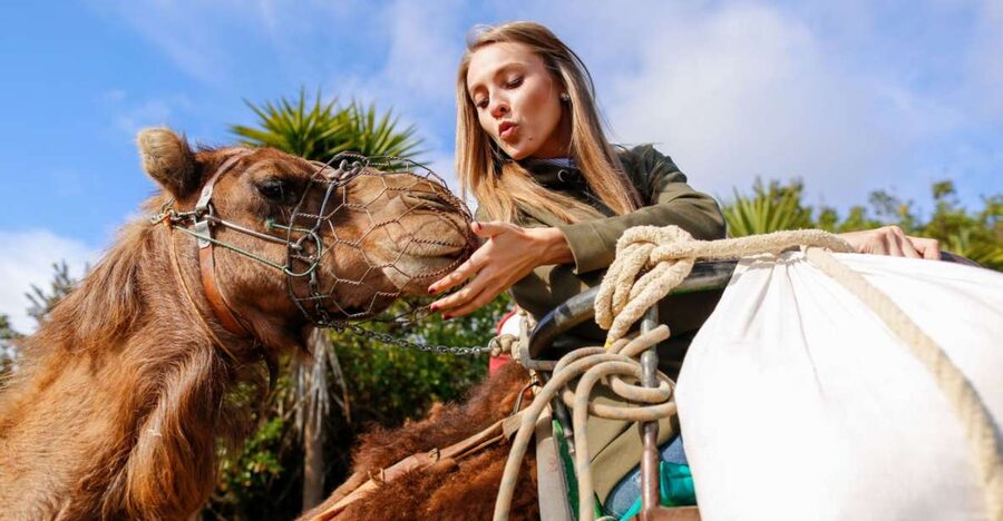 Agadir/Taghazout/Port: Camel Ride Tea & BBQ Option - Practical details that make the ride easier