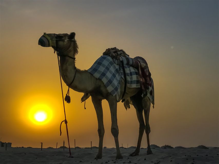 Agadir/Taghazout/Port: Camel Ride Tea & BBQ Option - A camel ride aimed at the Souss River