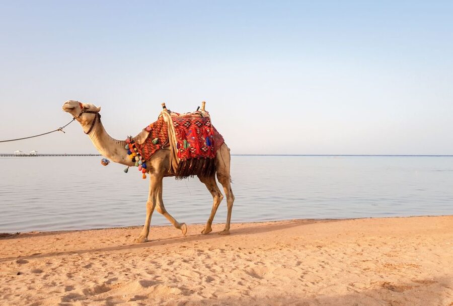 Agadir/Taghazout/Port: Camel Ride Tea & BBQ Option - What the camel ride feels like in practice