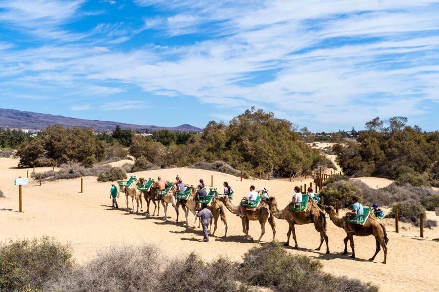 Agadir/Taghazout/Port: Camel Ride Tea & BBQ Option - Sunset, photos, and the best way to use your camera