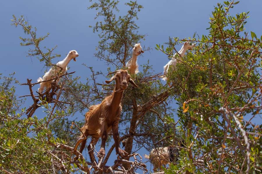 Agadir: Taroudant Oasis and Tiout Day Trip with Lunch Option - Lunch at Tiout’s hilltop Kasbah