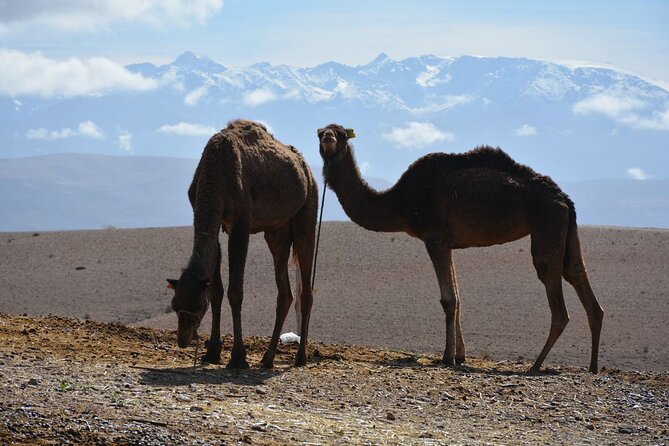 Agafay Desert Adventure: Quads, Camels, and dinner show - Music, dancing, and fire close the night