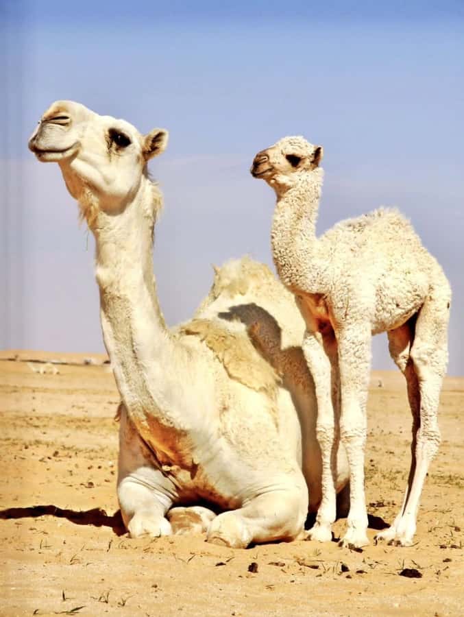 Agafay Desert & Atlas Mountain & Camel Ride Day Trip & Lunch - Leaving Marrakech for the High Atlas