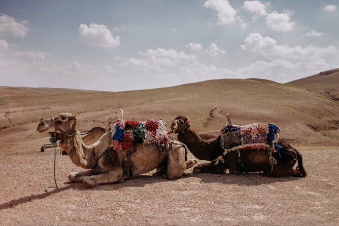 Agafay desert Family Package: Quad Bike & Camel Ride, Dinner Show - Guides and the human side of the trip