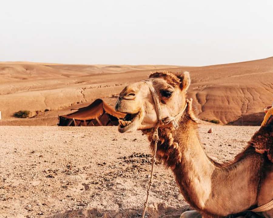 Agafay Desert: Magical Half-Day Lunch with Pool Swim - Timing and the five-and-a-half-hour schedule