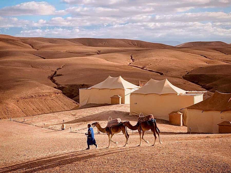 Agafay: Half-Day Rocky Desert Quad & Camel Ride with Lunch - Is $35 good value?