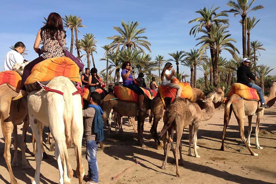 Around Marrakech: Camel Ride in Palm Groves including Tea - Key points at a glance