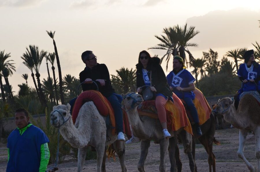 Around Marrakech: Camel Ride in Palm Groves including Tea - One hour through palm groves and villages