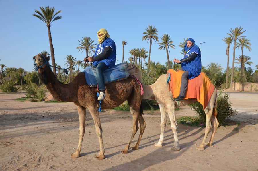 Around Marrakech: Camel Ride in Palm Groves including Tea - Tea, palm leaves, and a welcome rest