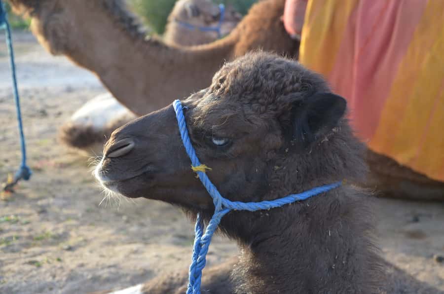 Around Marrakech: Camel Ride in Palm Groves including Tea - The optional two-hour quad-bike upgrade