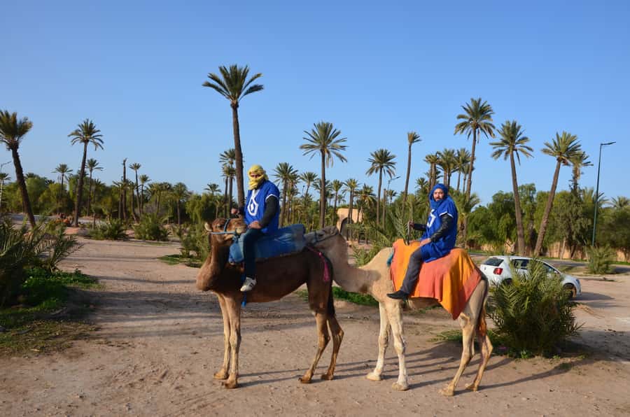 Around Marrakech: Camel Ride in Palm Groves including Tea - Is $47 good value?