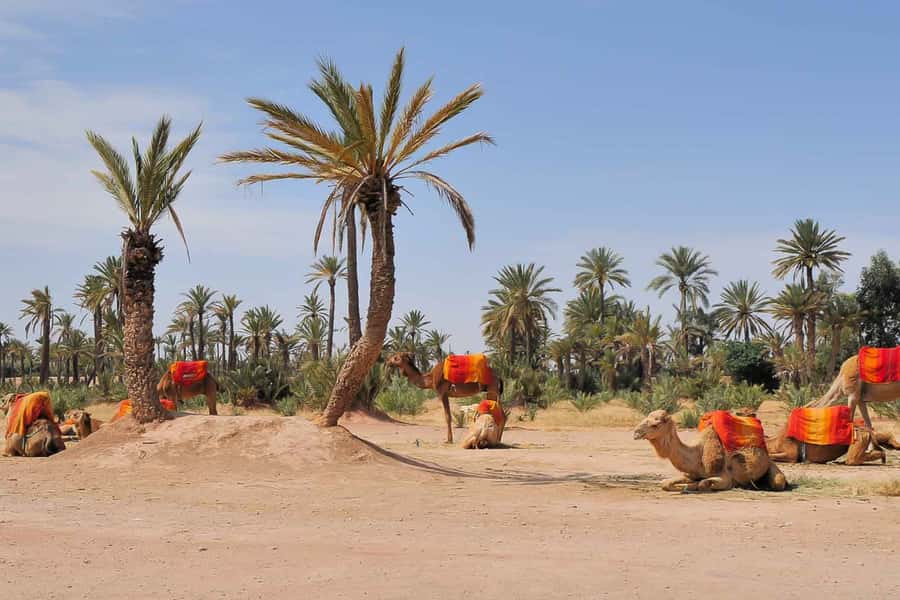 Around Marrakech: Camel Ride in Palm Groves including Tea - Shared or private: which should you choose?
