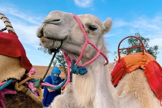 Atlas Bound: Marrakech's 5 Valleys Expedition - The 9 a.m. Start and the Road South