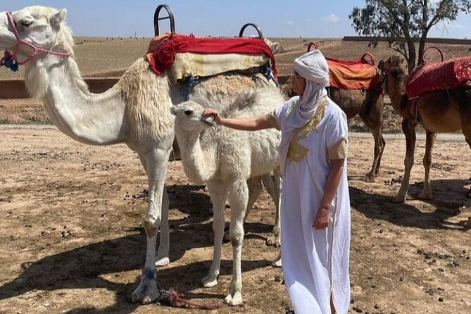 Atlas Bound: Marrakech's 5 Valleys Expedition - The Included Camel Ride