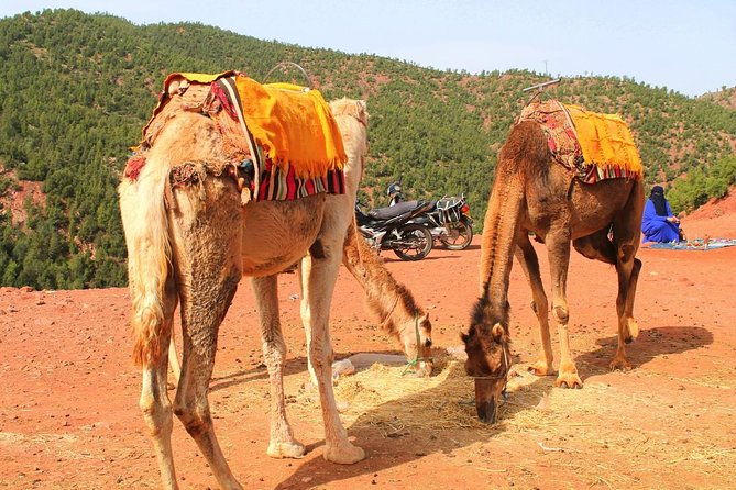 Atlas Mountains and 3 Valleys from Marrakech including Camel Ride - Lunch, mint tea, and the Berber setting