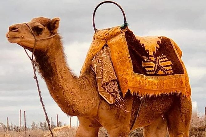 Atlas Mountains and Three Valleys & Waterfalls with Camel ride Guided Day Trip - From Marrakech to the High Atlas by 9:00