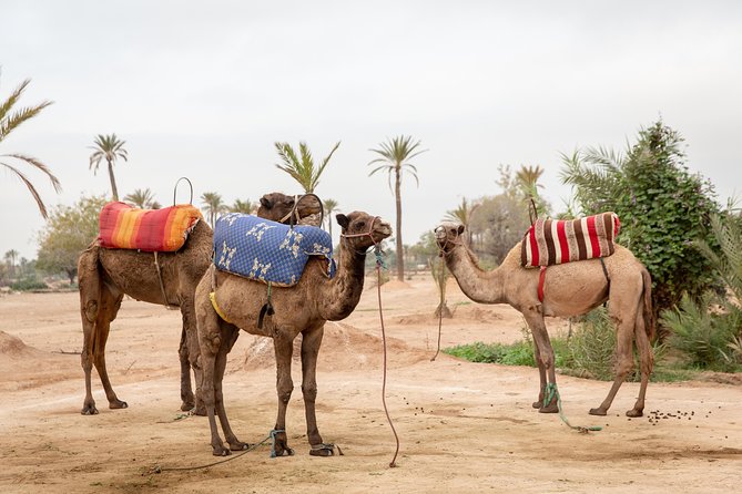 Atlas Mountains Hot Air Balloon Ride from Marrakech with Berber Breakfast and Desert Camel Experience - The camel ride at Palmeraie