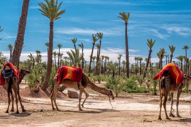 ATV Marrakech Tours - Leaving Marrakech for the Palmeraie