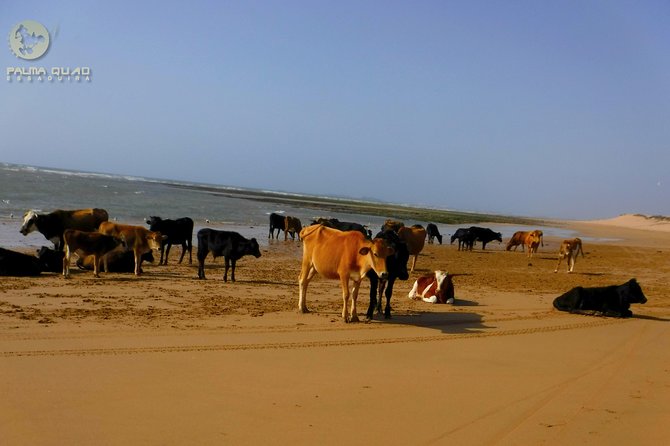 Big dunes and atlantic coast tour 2 HOURS - What to bring and what to arrange yourself