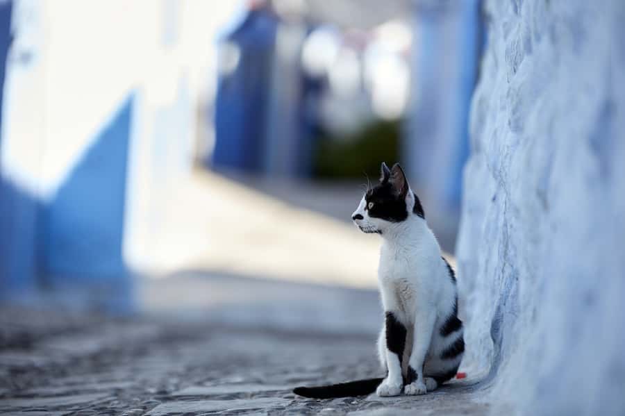 Blue City magic: Affordable Day Trip from Fez to Chefchaouen - Motel Rif and the practical coffee stop