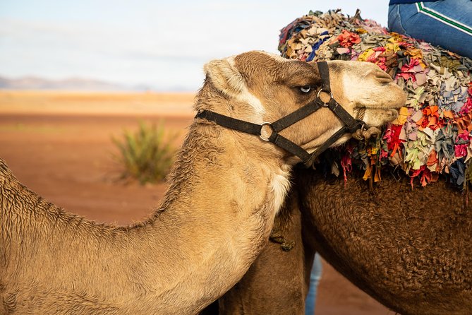 Camel and Quad Biking Tour from Marrakech - Guides, language, and group size matter