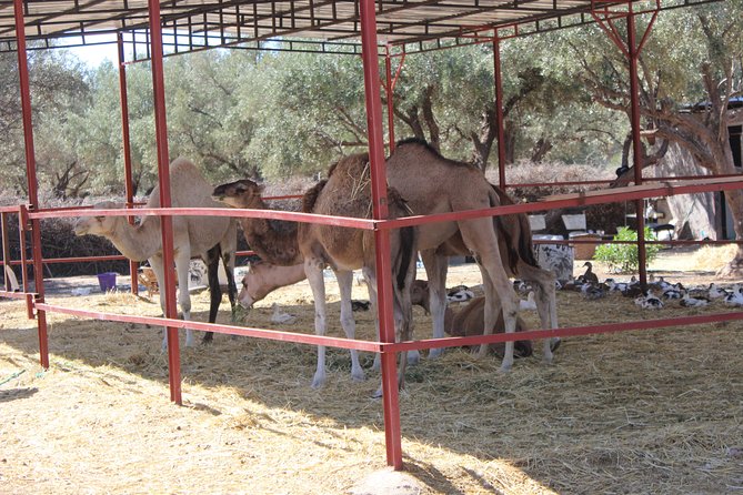 Camel Ride in the Palmeraie of Marrakech - Mint tea in a nomadic tent