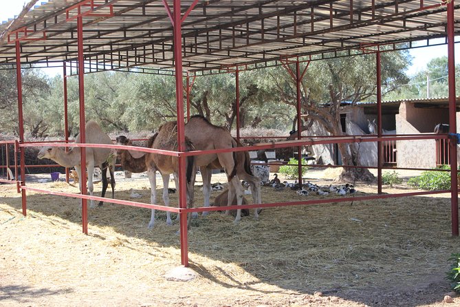 Camel Ride in the Palmeraie of Marrakech - A small group makes a difference