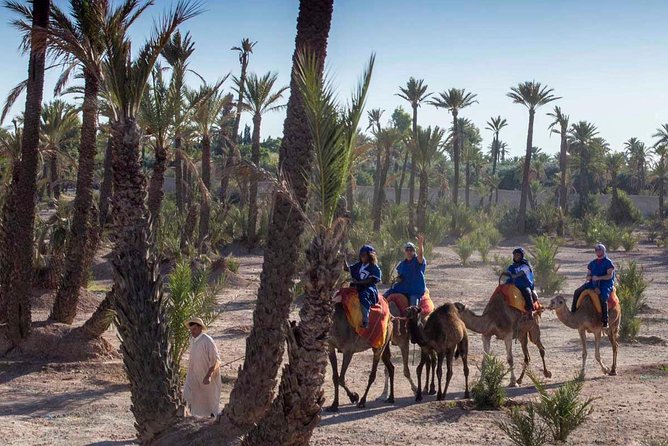 Camel Ride in the Palmeraie of Marrakech - Is $29.07 good value?