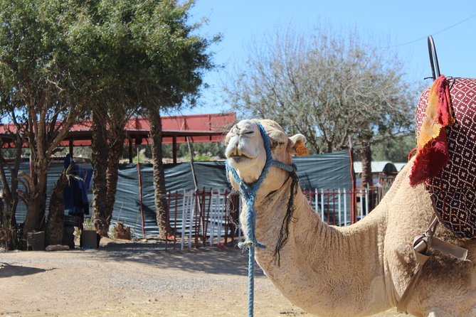 Camel Ride in the Palmeraie of Marrakech - Who should book this Palmeraie outing?